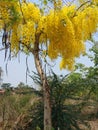 Cassia fistula, beautiful yellow, can be used as a background image